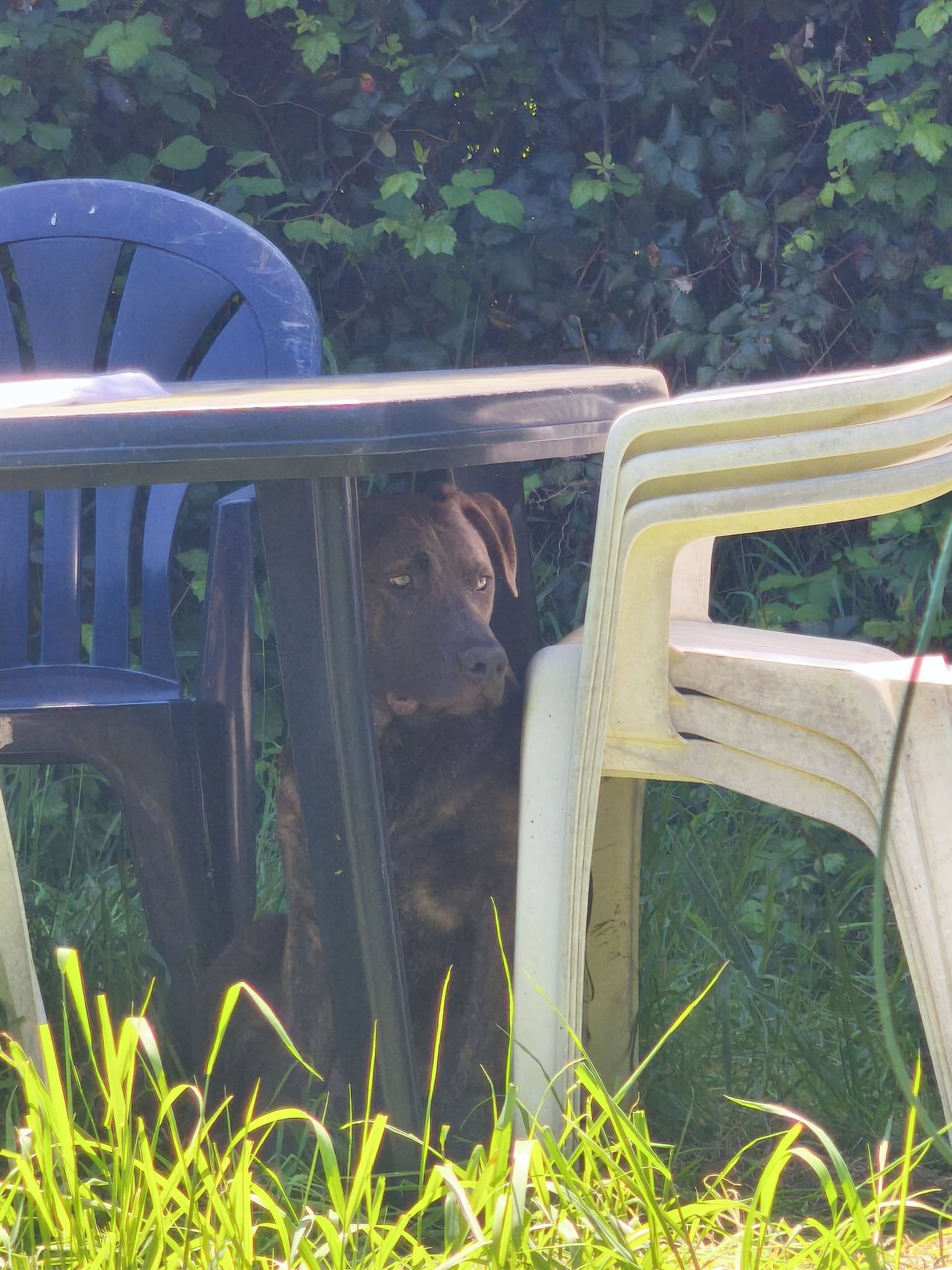 Jeune Malibull noir debout dans l'herbe