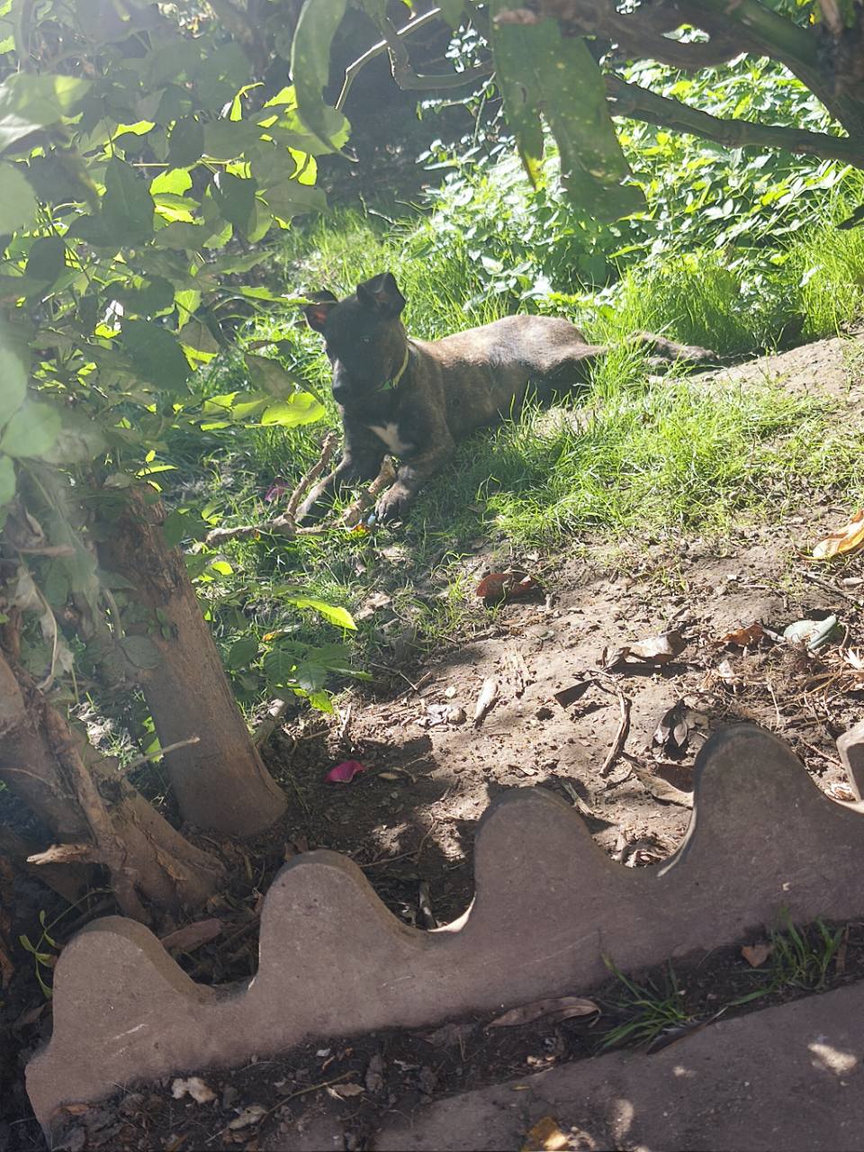 Baya à 12 semaines, collier vert, allongée dans le jardin