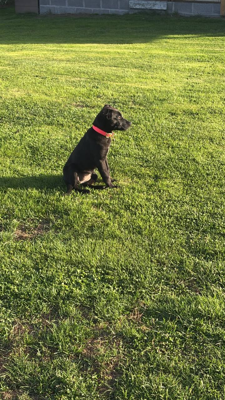 Bella à 12 semaines, collier rouge, assise dans l’herbe