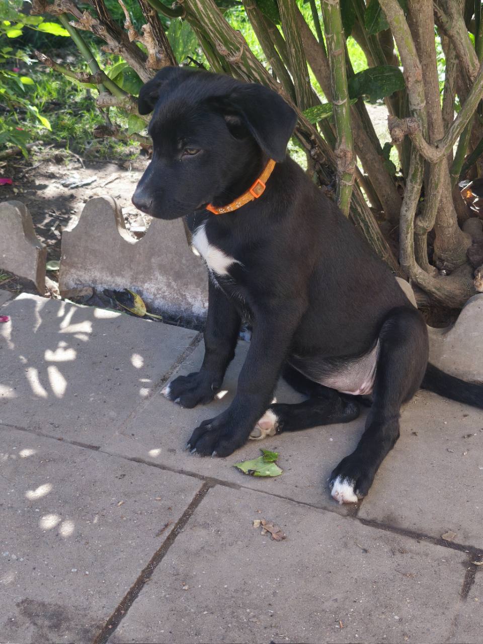 Bianca à 12 semaines, collier orange, assise dans le jardin