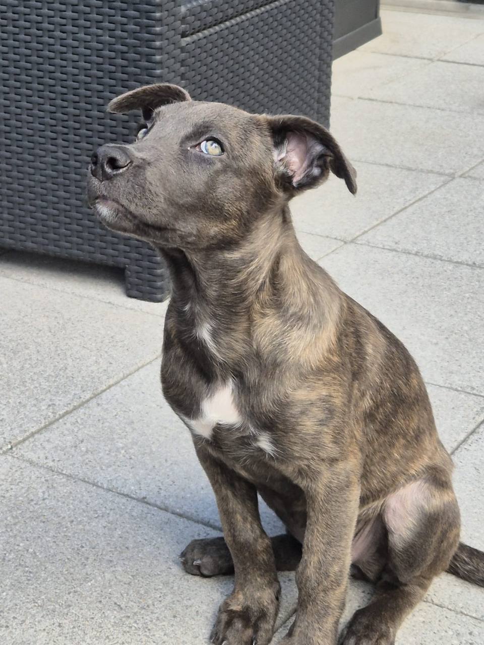 Blue à 12 semaines, assise sur une terrasse