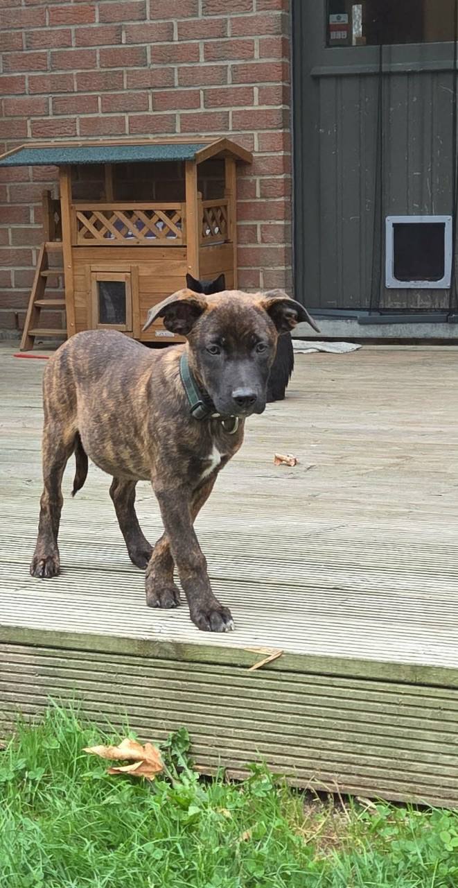 Bonnie à 12 semaines, debout sur une terrasse