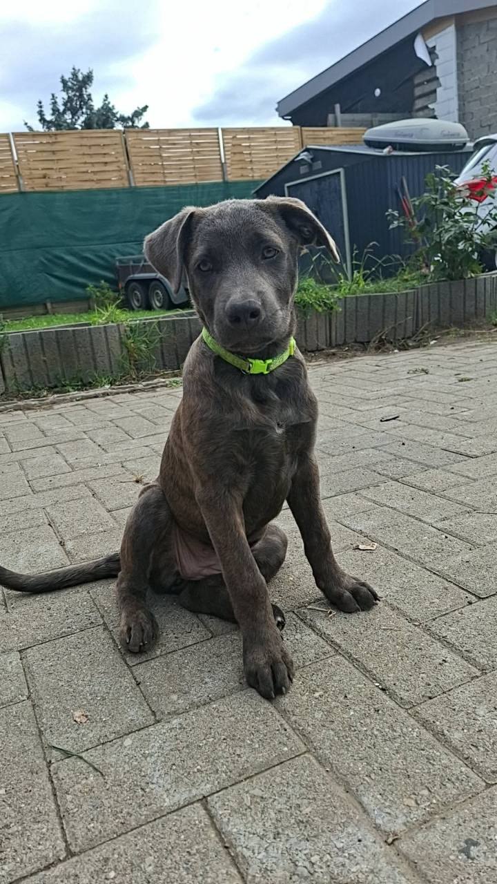 Vénus à 12 semaines, collier vert, assise sur la terrasse