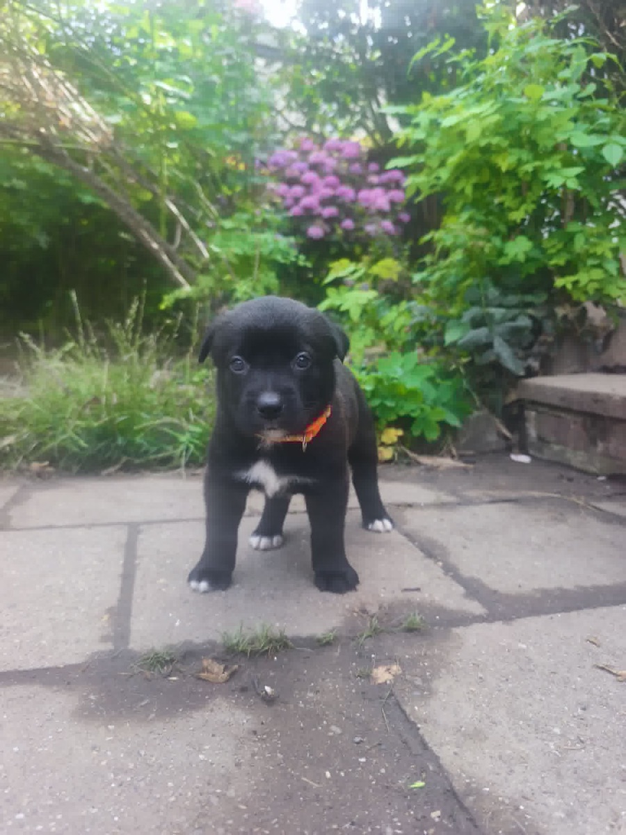 Bianca à 1 mois, collier orange