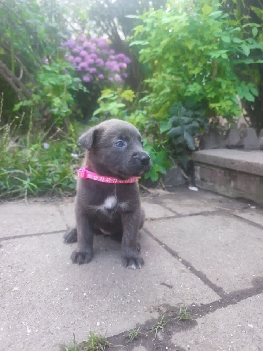 Blue à 1 mois, collier rose