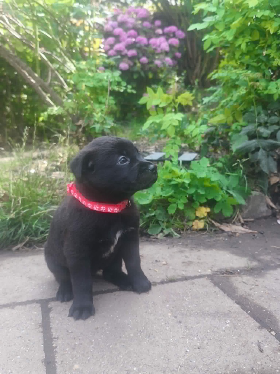 Bella à 1 mois, collier rouge