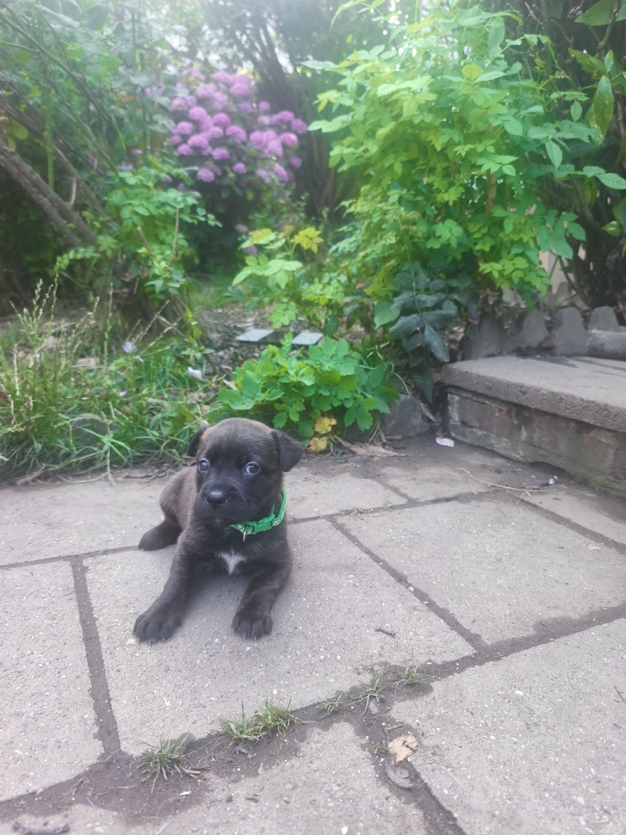 Baya à 1 mois, collier vert
