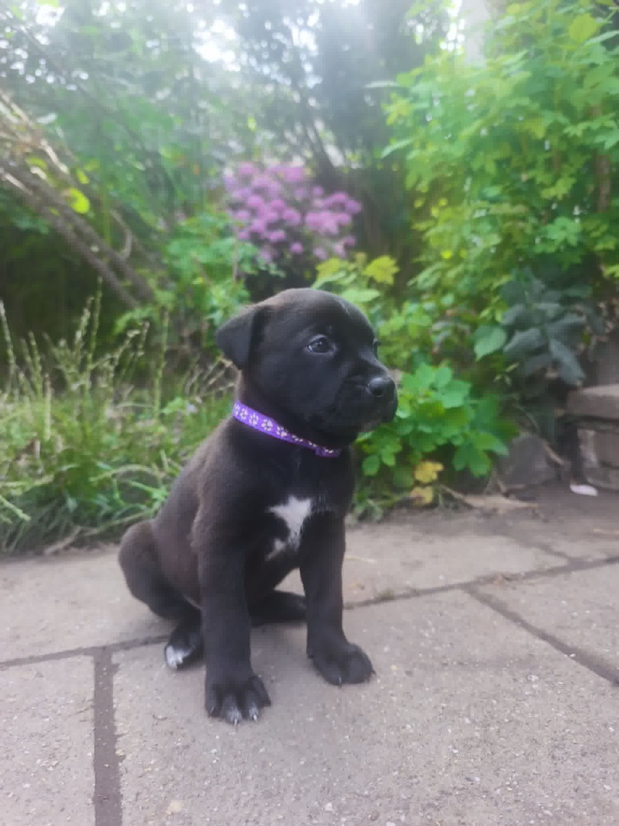 Nessie à 1 mois, collier violet