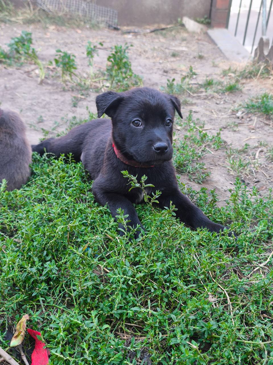 Bella, femelle Malibull collier rouge à 7 semaines