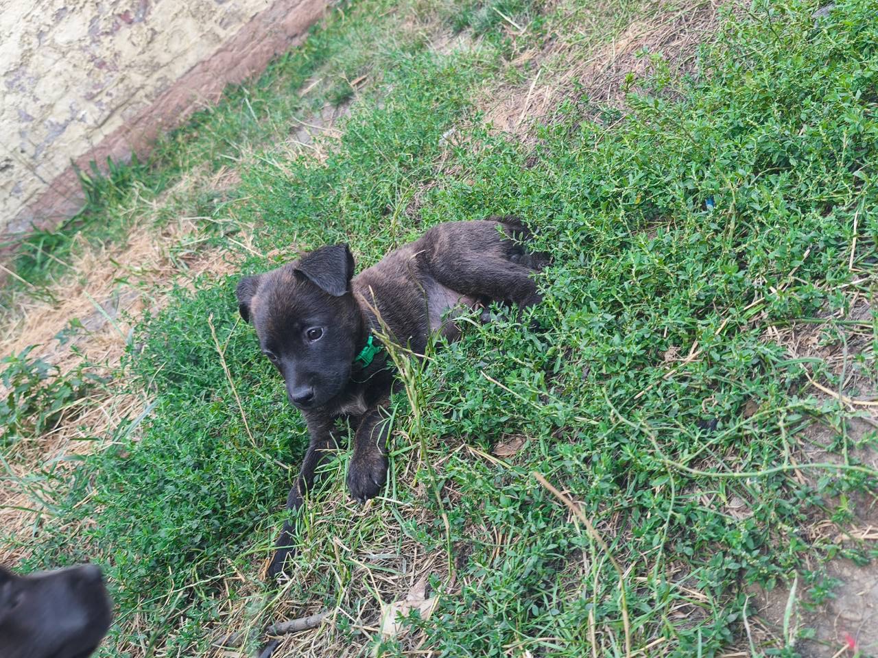 Baya, femelle Malibull collier vert à 7 semaines