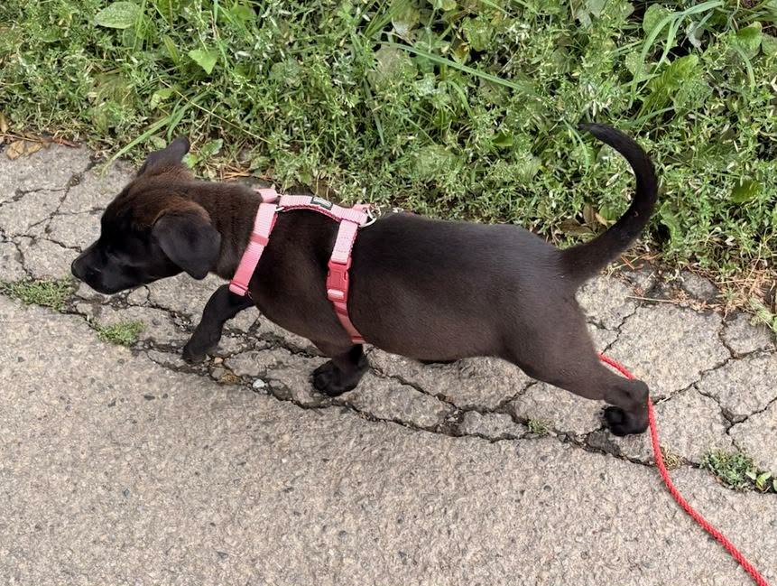 Nessie, femelle Malibull collier violet à 9 semaines dans sa famille