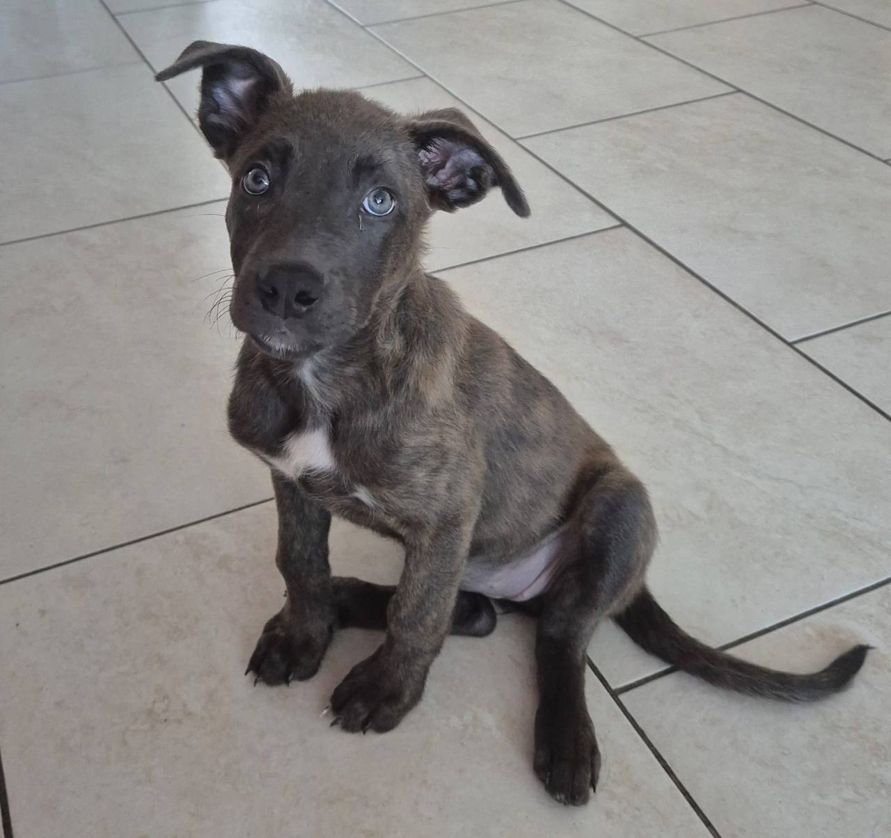 Blue, femelle Malibull collier rose à 9-10 semaines dans sa famille