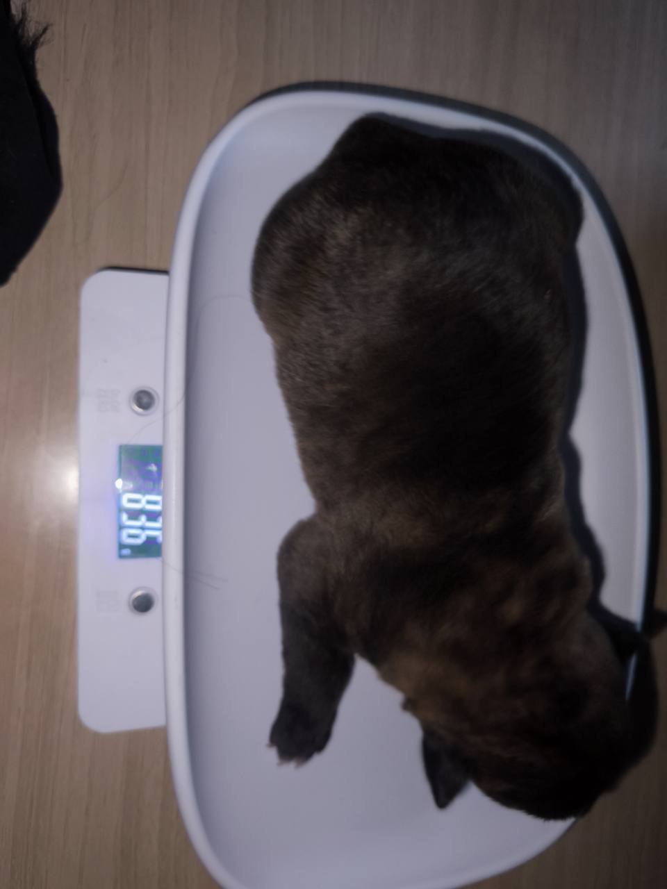 Chiot 01 femelle à une semaine sur la balance