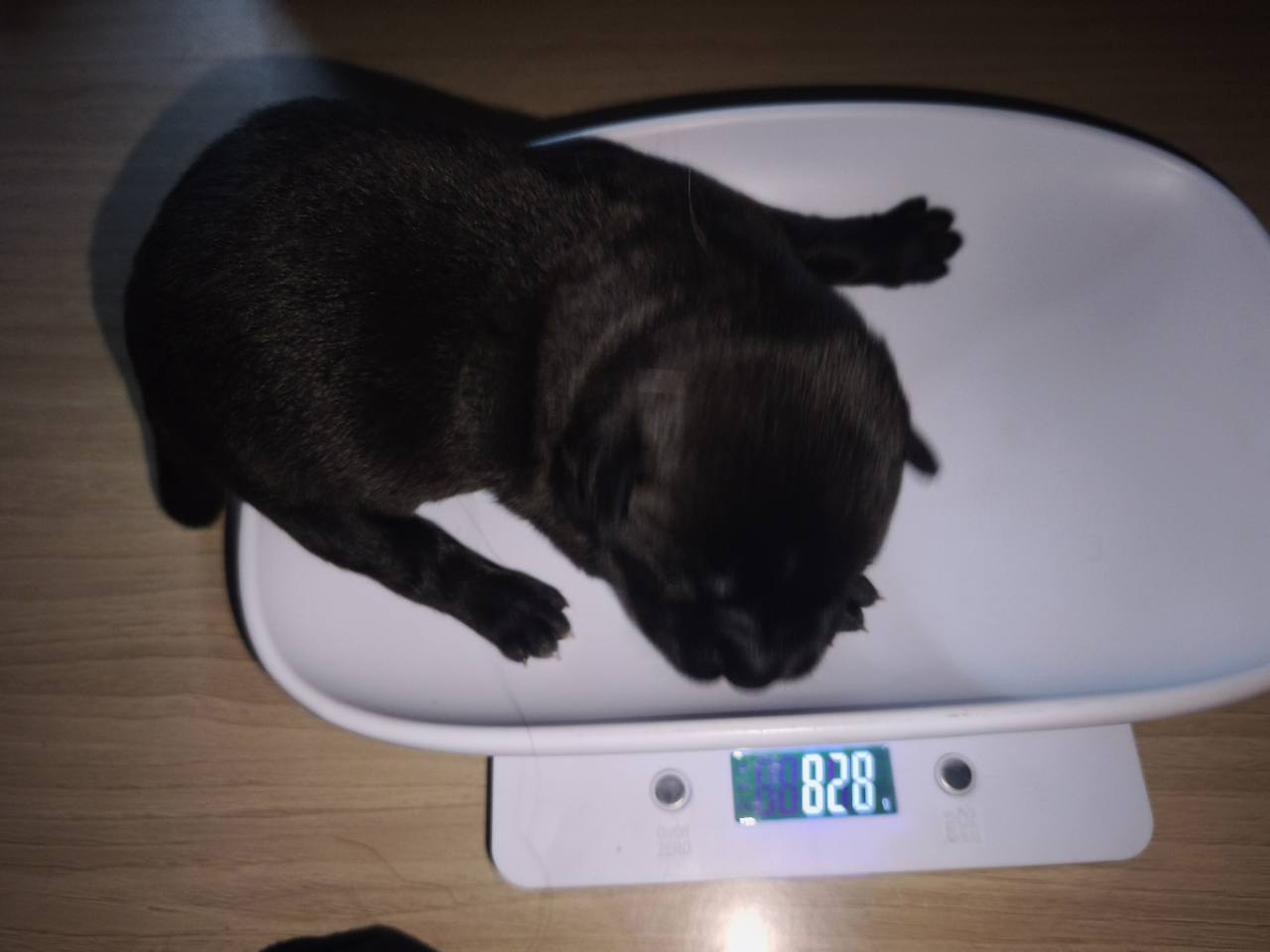 Chiot 02 femelle à une semaine sur la balance