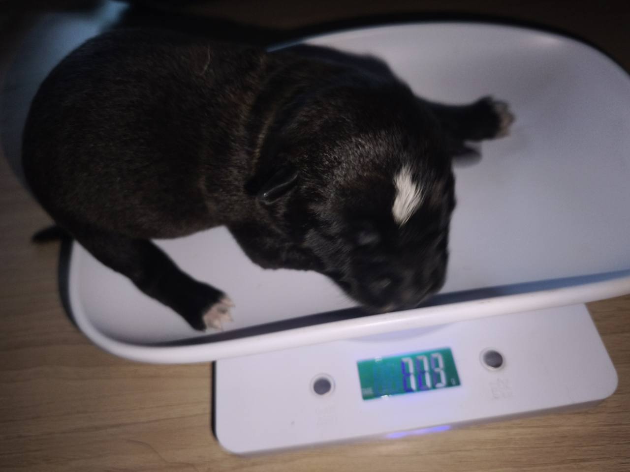 Chiot 03 femelle à une semaine sur la balance