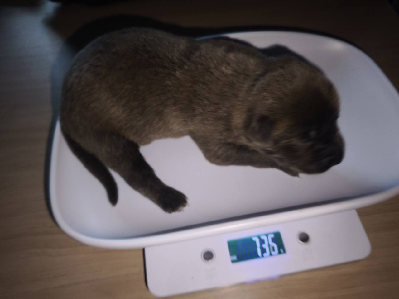 Chiot 04 femelle à une semaine sur la balance