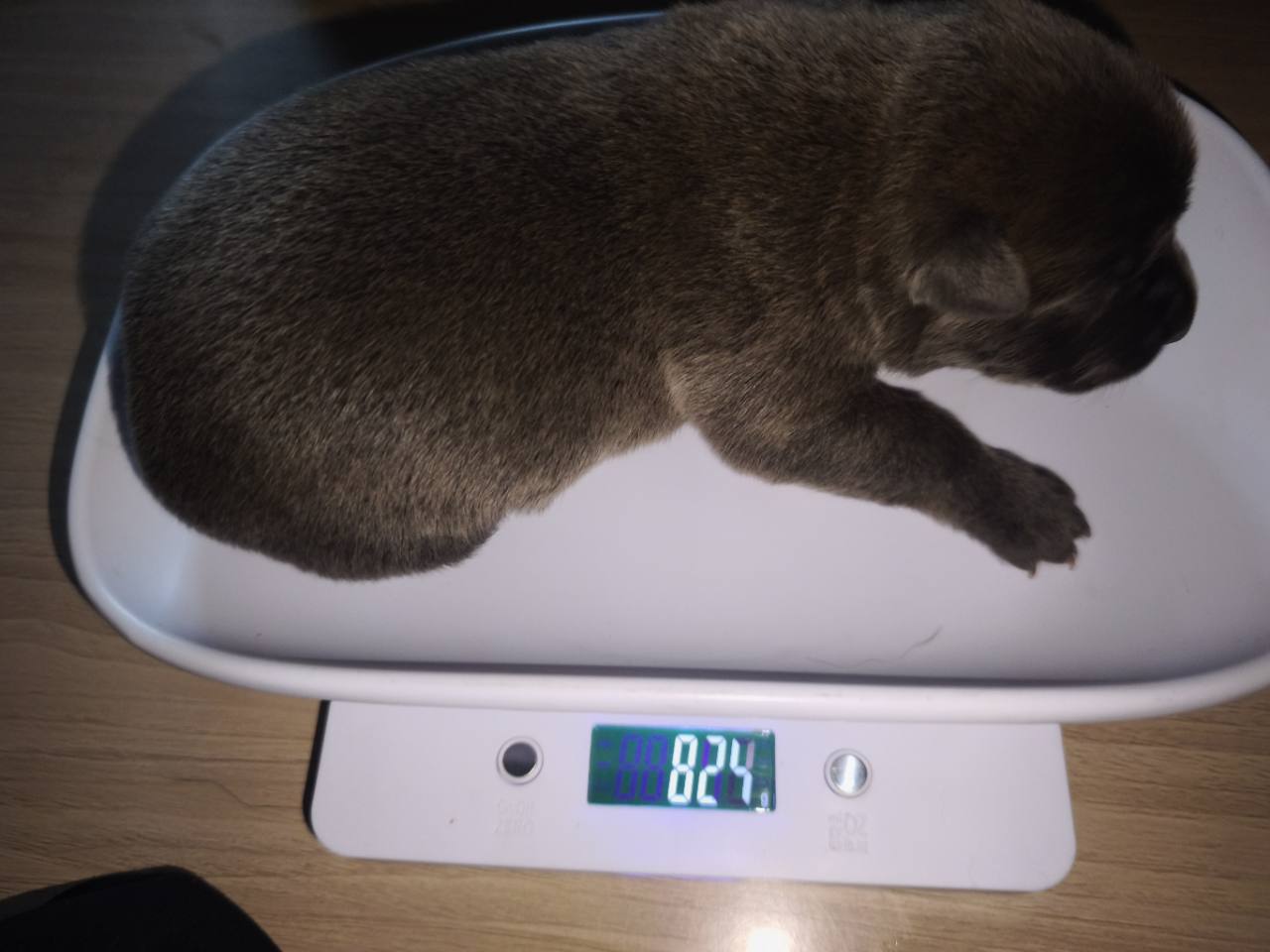 Chiot 05 femelle à une semaine sur la balance