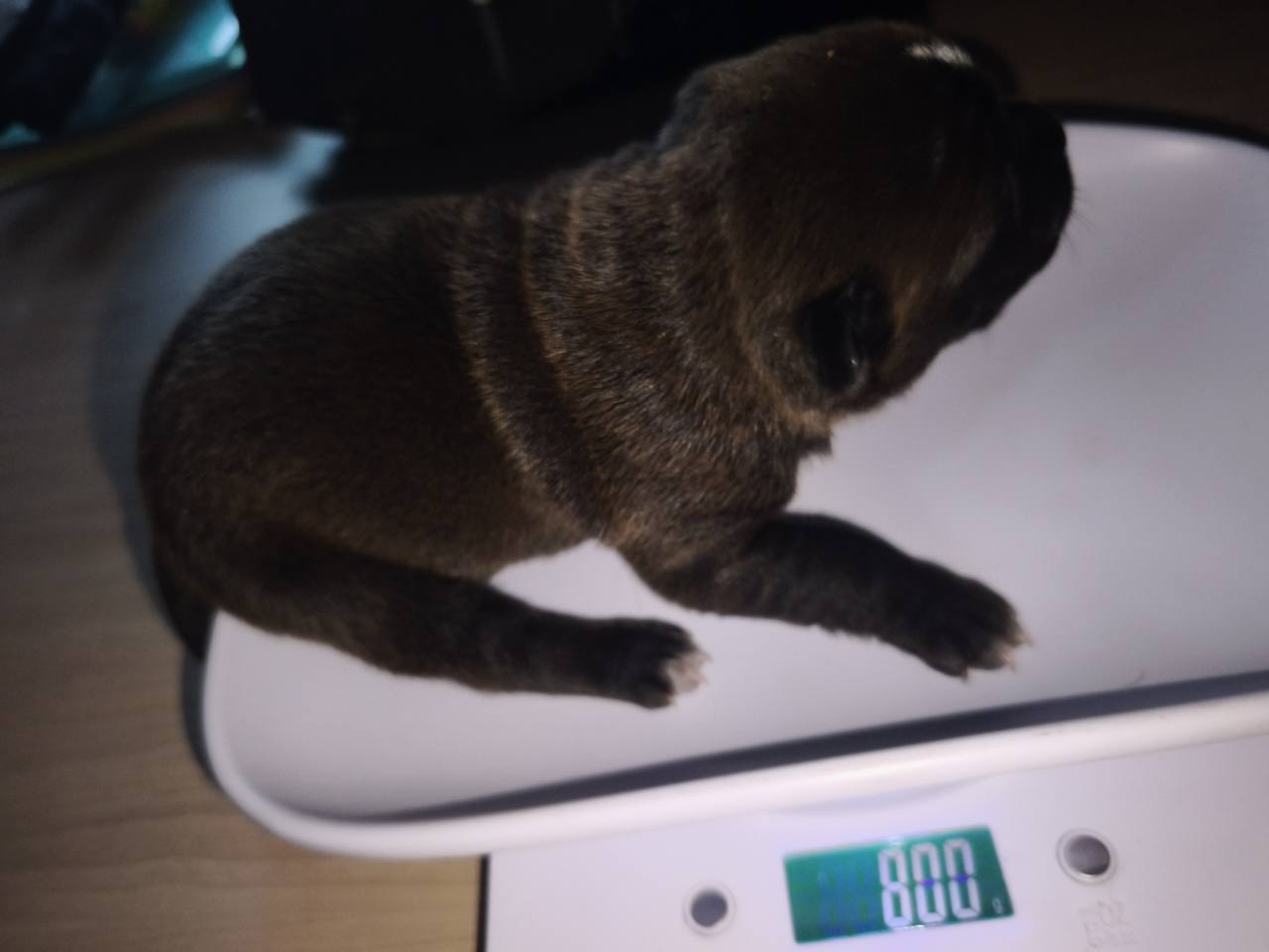 Chiot 06 femelle à une semaine sur la balance