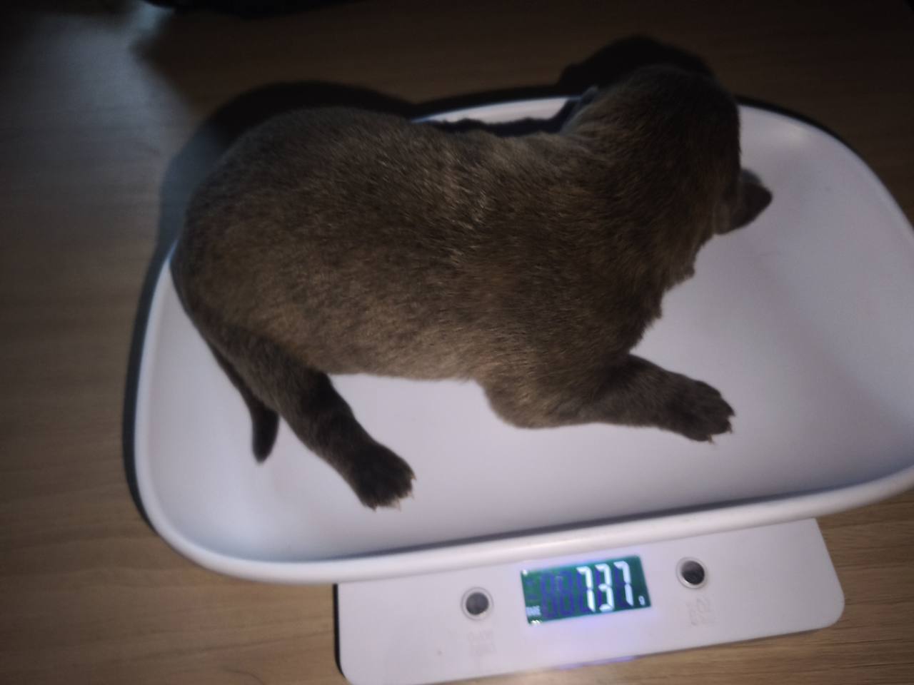 Chiot 07 femelle à une semaine sur la balance