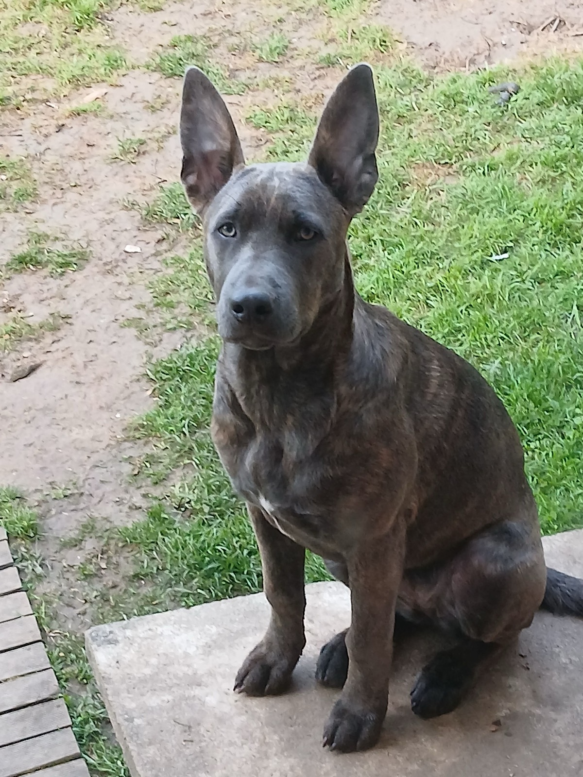Arya à 6 mois