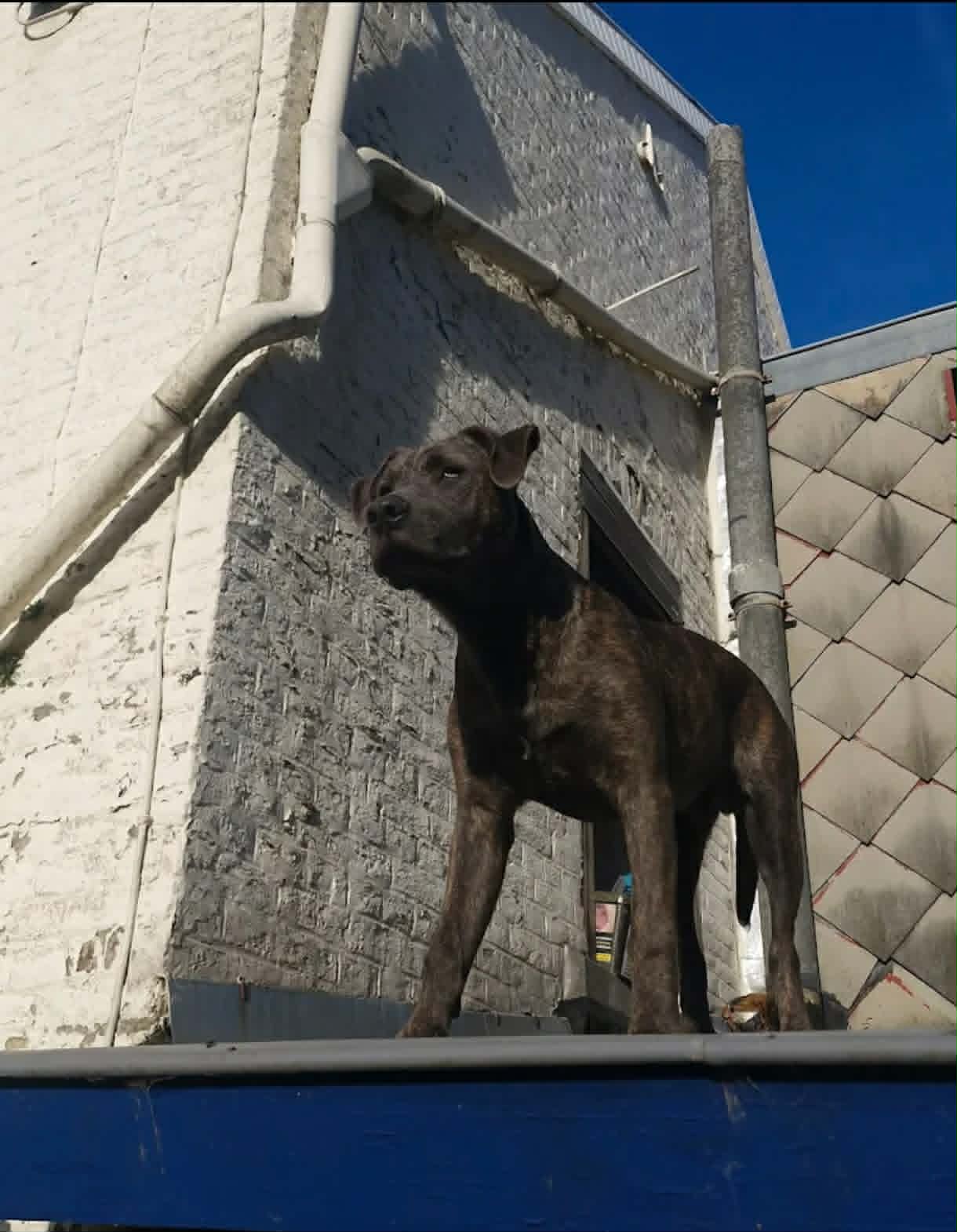 Toby à 6 mois