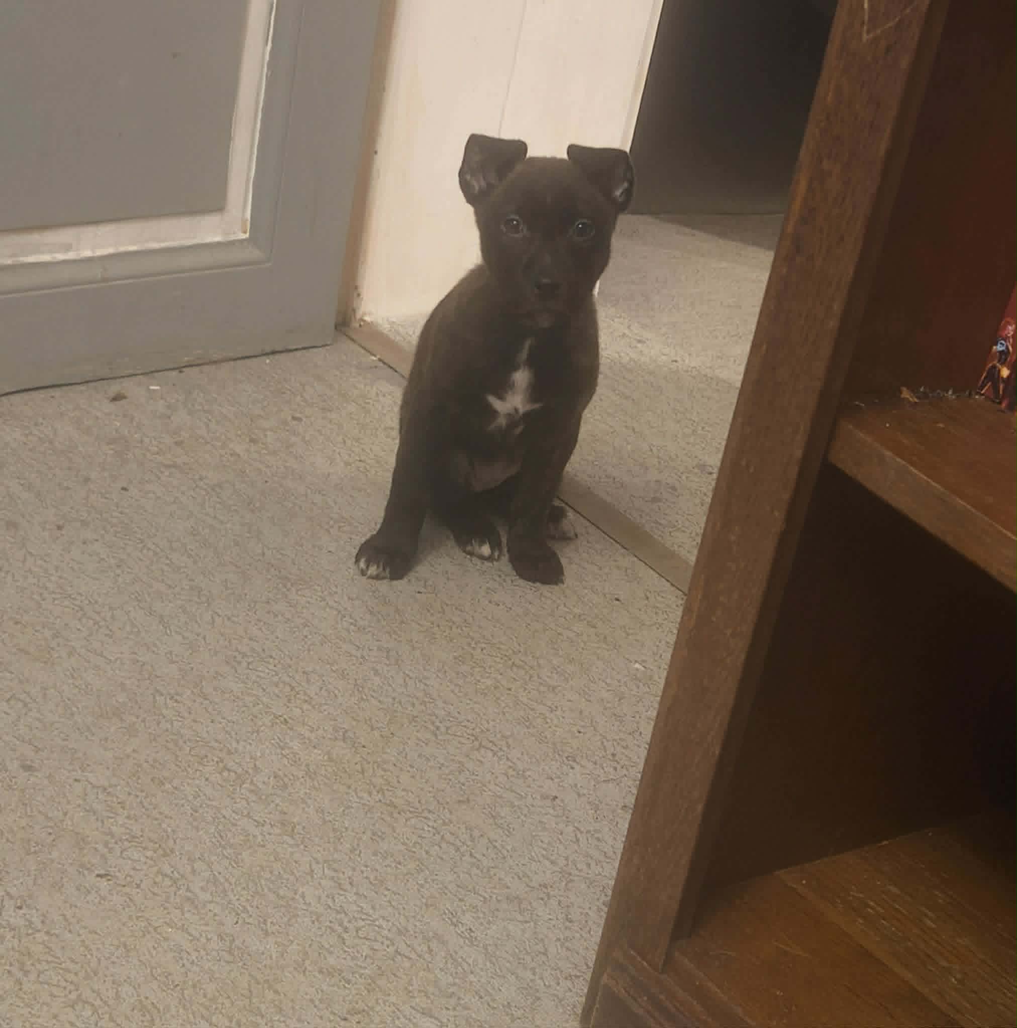 Mia bébé à 8-10 semaines