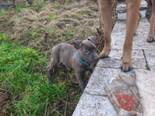 Arya bébé