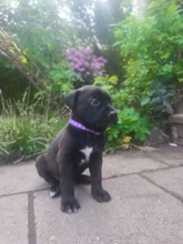 Nessie bébé