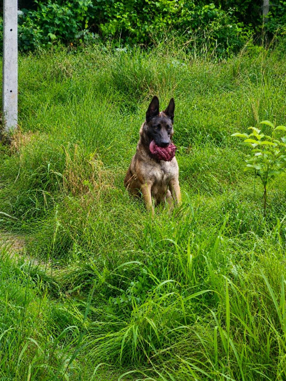 Nyyna, femelle reproductrice malinoise de l'élevage de Nyynax